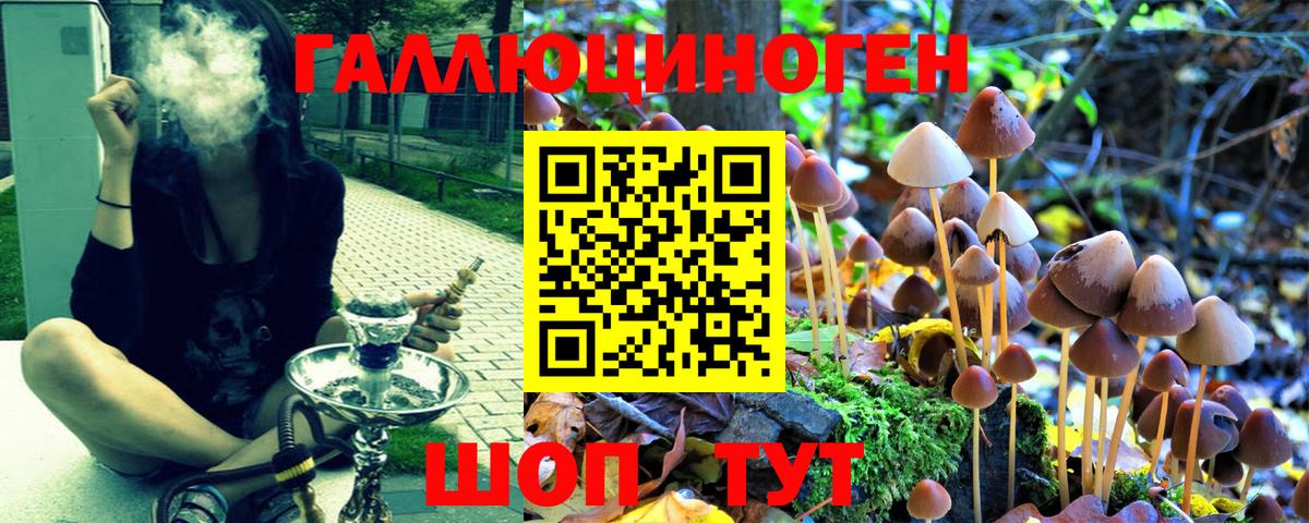 Галлюциногенные грибы Psilocybe Осинники